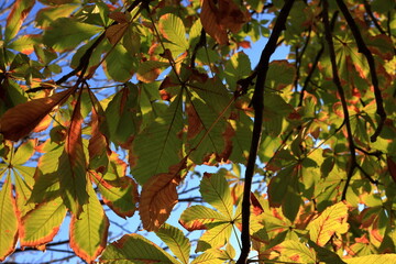 chestnut leaves on the tree, autumn. nature inspirations
