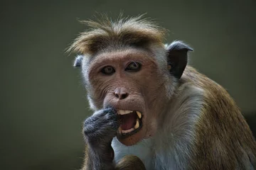 Fotobehang Rhesus monkey sitting on a branch and peeing in his teeth. animal photo of a mammal © Filip