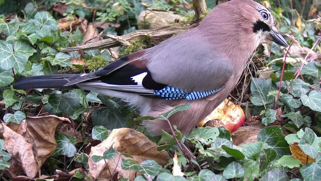 Eichelh&auml;her (Garrulus glandarius) 
