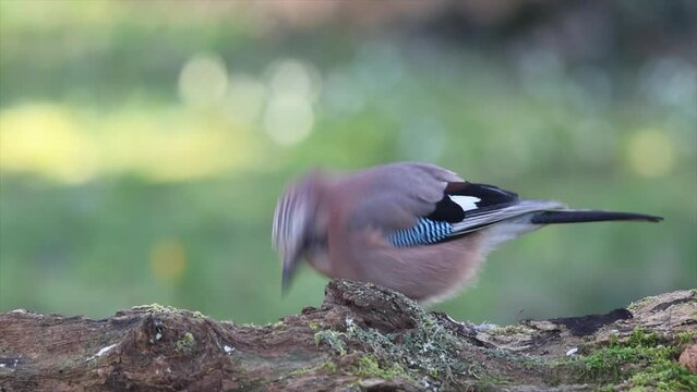 Eichelh&auml;her (Garrulus glandarius) 
