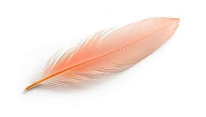 Pink bird feather isolated on white background