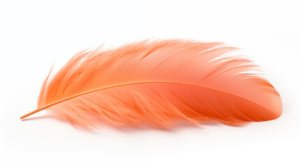 Orange bird feather isolated on white background