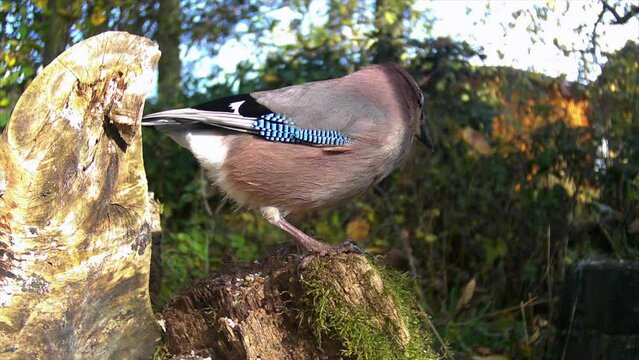 Eichelh&auml;her (Garrulus glandarius) 