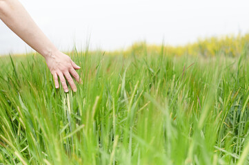 Connect with nature concept. Unrecognizable woman's hand caresses the new green sprouts of barley growing in spring as she walks through the field.