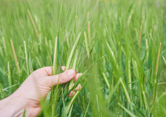 Inspection of the barley crop to avoid harmful pests. A man's hand checks the cereal grains for...
