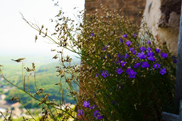 Jolies fleurs violettes sur un mur de château