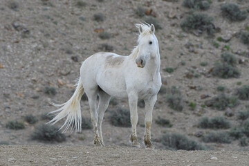Obraz na płótnie Canvas Wild Mustang Horses in Colorado