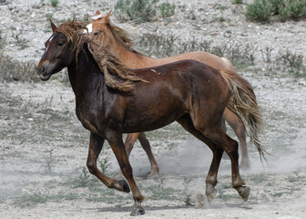 Wild Mustang Horses in Colorado