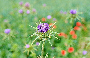 Isolated Mediterranean milk thistle shows its purple flower to attract insects that help in pollination. Defocused background of a meadow with more purple thistles and red poppies