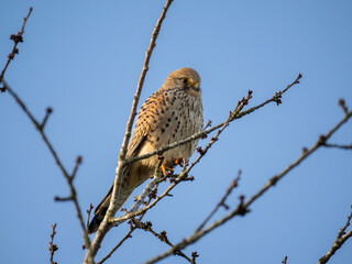 Turmfalke (Falco tinnunculus)  