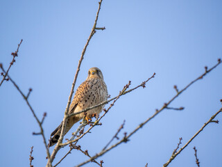 Turmfalke (Falco tinnunculus)  