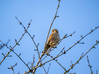 Turmfalke (Falco tinnunculus)  