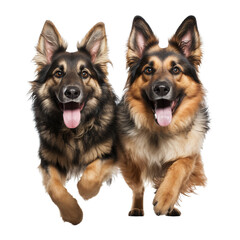 Two German shepherd dogs with brown and black fur running together isolated on white background