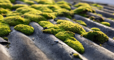 Old slate roof covered with moss. Sun light