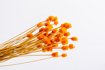 Bunch of dried orange color flower on white background