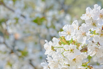 Cherry blossom that announces the arrival of spring with an explosion of beautiful white flowers that form groups on each branch.