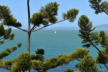 Yacht off the coast of Magnetic Island, framed by Hoop pines, araucaria cunninghamii