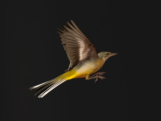Fototapeta premium Gebirgsstelze&nbsp;(Motacilla cinerea)