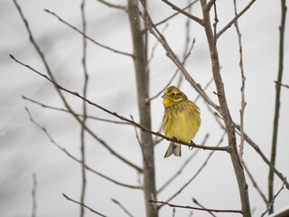 Goldammer (Emberiza citrinella)