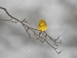 Goldammer (Emberiza citrinella)