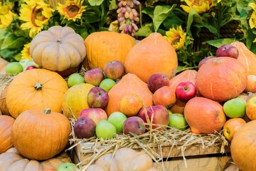 Autumn harvest - pumpkins and apples still life