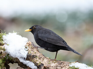 Amsel (Turdus merula)