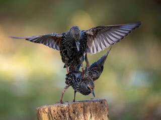 Star (Sturnus vulgaris)