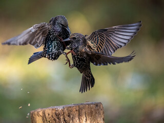 Star (Sturnus vulgaris)