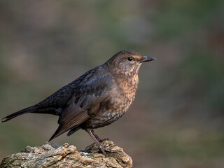 Obraz premium Amsel (Turdus merula)