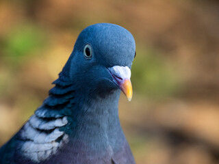 Ringeltaube (Columba palumbus)