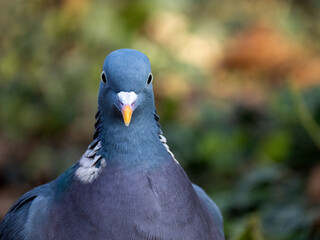 Ringeltaube (Columba palumbus)