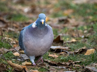 Ringeltaube (Columba palumbus)