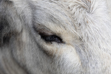 Fototapeta premium Ruminant Hungarian gray cattle bull in the pen, big horns, portrait, eye