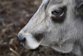Ruminant Hungarian gray cattle bull in the pen, big horns, portrait, eye