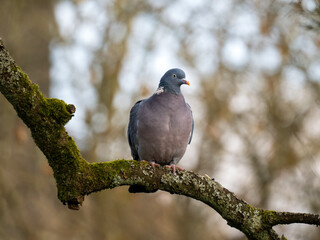 Fototapeta premium Ringeltaube&nbsp;(Columba palumbus)