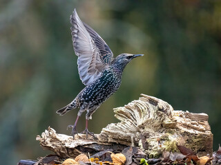 Star (Sturnus vulgaris)
