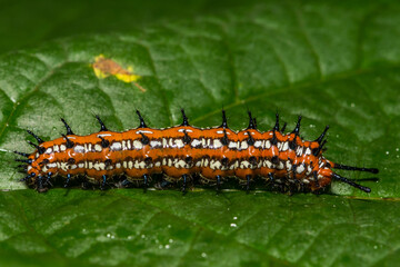 Variegated Fritillary Caterpillar - Euptoieta claudia