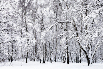 birch grove in snowy forest in overcast winter day