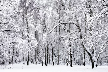 Fototapeten birch grove in snowy forest in overcast winter day © Raul