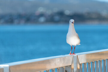 seagull on a pier