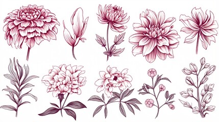 Set of botanical flowers chrysanthemum and peonies Vector hand draw vector graphic for your design.