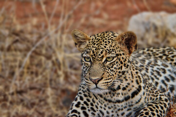 Leopard in der Savanne im Nationalpark Tsavo Ost und Tsavo West
