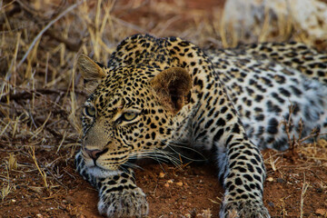 Leopard in der Savanne im Nationalpark Tsavo Ost und Tsavo West