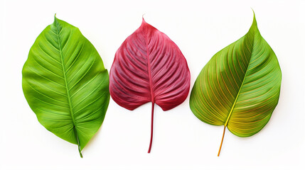 Three exotic leafs next to each other on white background --ar 16:9 --v 5.2 Job ID: 4ff63c4b-c80e-4e78-9722-3f65660395a6