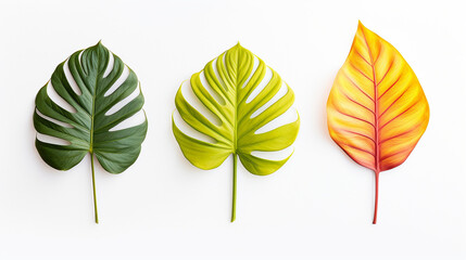 Three exotic leafs next to each other on white background --ar 16:9 --v 5.2 Job ID: 4ff63c4b-c80e-4e78-9722-3f65660395a6