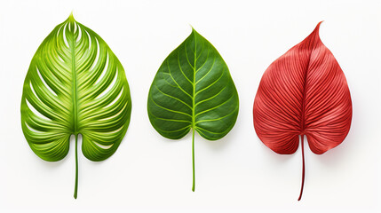 Obraz premium Three exotic leafs next to each other on white background --ar 16:9 --v 5.2 Job ID: 68265257-e75c-4487-9889-5a43950bebac
