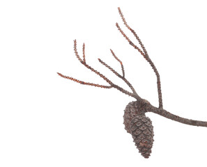 Dry conifer cone on twig isolated on white, clipping path