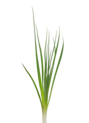 Green grass isolated on white background and texture, clipping