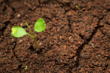 a sprout seed that grows on soil