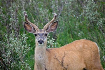 Naklejka na ściany i meble Mule Deer Buck velvet Antlers